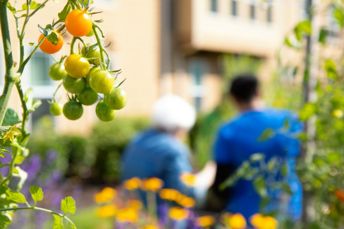 Tomatoes on a vine in a garden